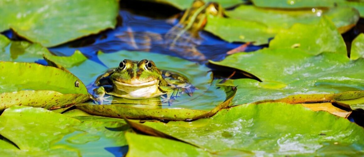 frog water frog pond frog amphibian 3312038